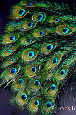 Paon bleu oeil-sabre - 25-35 cm - turquoise